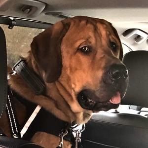 Meet your Posher, Debbie